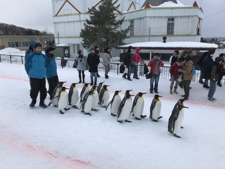 冬の旭山動物園