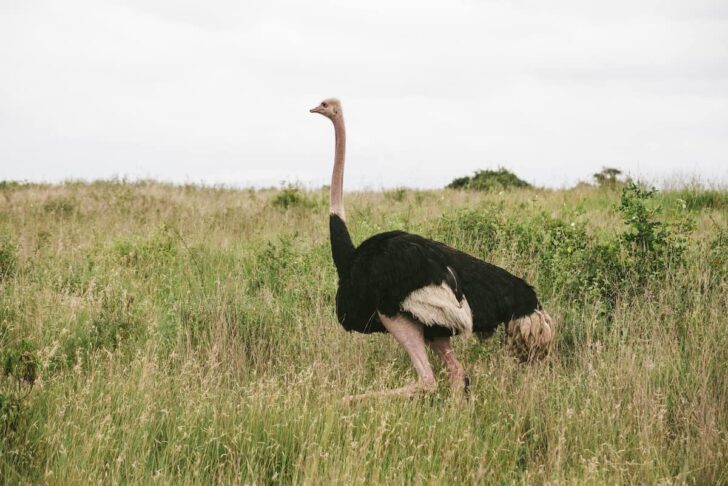 ダチョウ