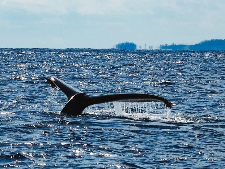 クジラ