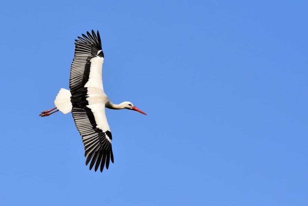 最も高い高度を飛ぶ鳥TOP10。トップはなんと旅客機の高度と同じ高さ