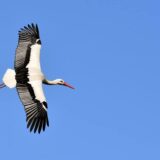 最も高い高度を飛ぶ鳥TOP10。トップはなんと旅客機の高度と同じ高さ