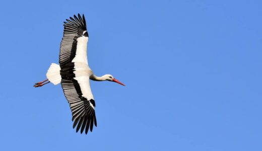 最も高い高度を飛ぶ鳥TOP10。トップはなんと旅客機の高度と同じ高さ