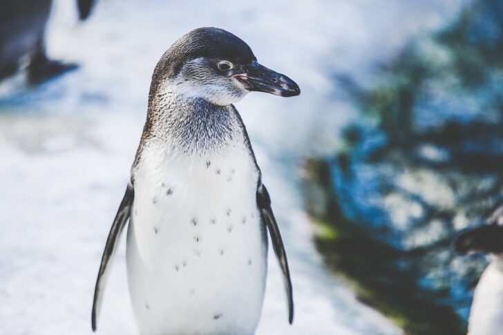 アデリーペンギン