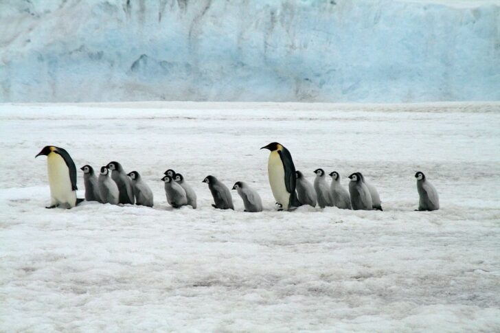 コウテイペンギン