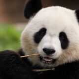 世界でもっともかわいい動物10選