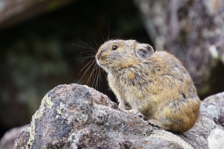 ナキウサギ